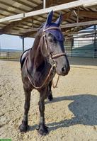 Suche Reitbeteiligung für meine Friesen Stute Tara