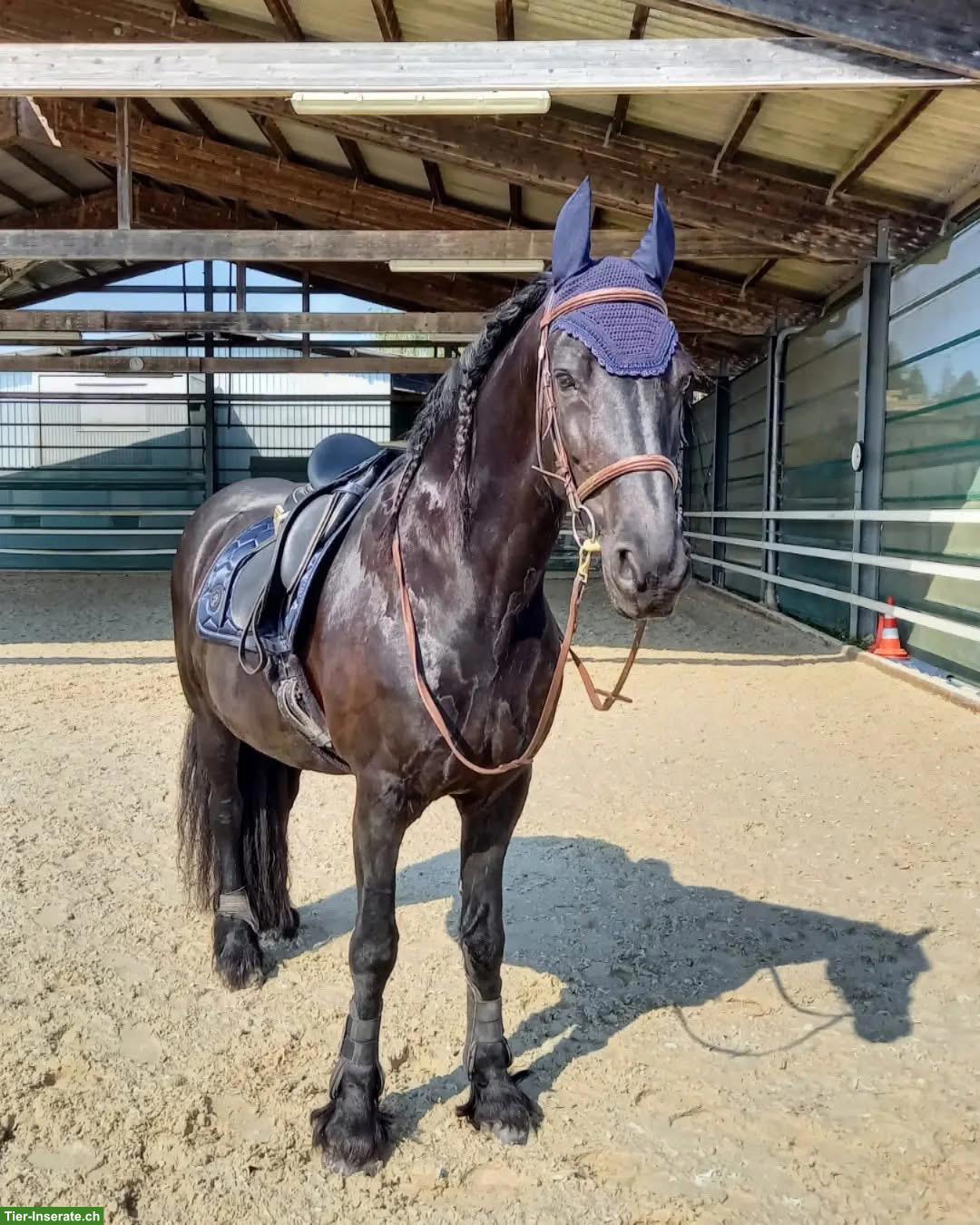 Bild 2: Suche Reitbeteiligung für meine Friesen Stute Tara