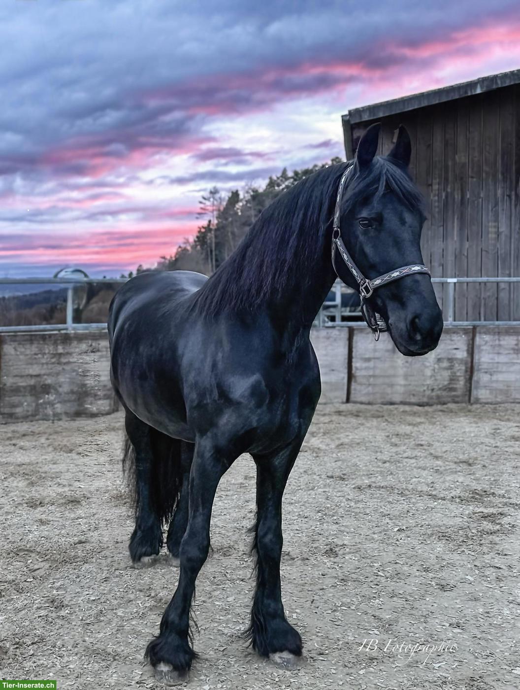 Bild 4: Suche Reitbeteiligung für meine Friesen Stute Tara