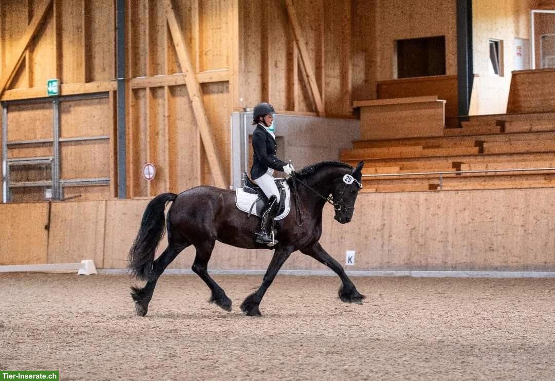 Bild 8: Suche Reitbeteiligung für meine Friesen Stute Tara