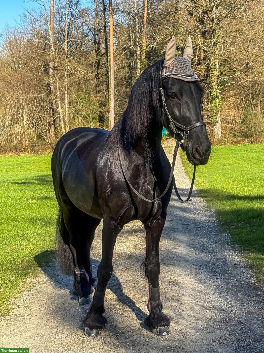 Bild 9: Suche Reitbeteiligung für meine Friesen Stute Tara