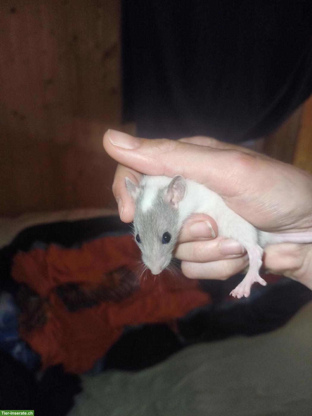 8 süsse Ratten Weibchen suchen zuhause