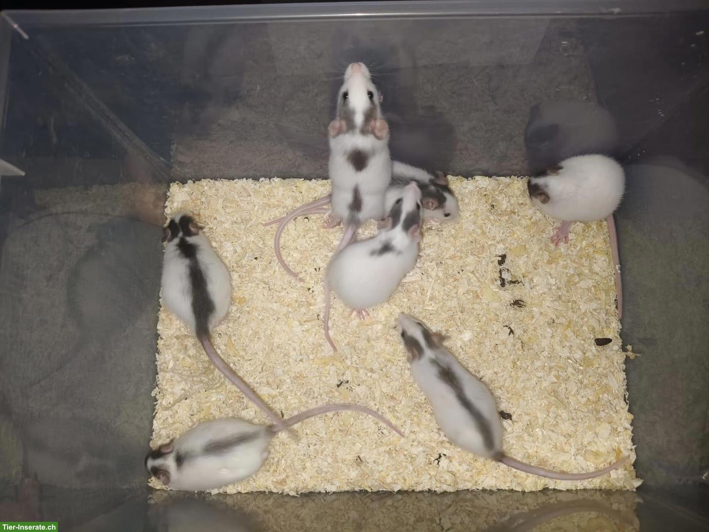 Bild 2: 8 süsse Ratten Weibchen suchen zuhause