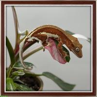 Kronengeckos & Sarasinorum Gecko abzugeben