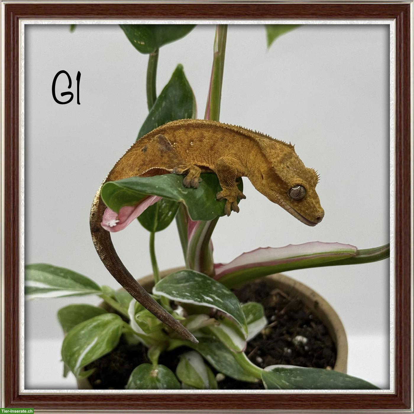 Bild 2: Kronengeckos & Sarasinorum Gecko abzugeben