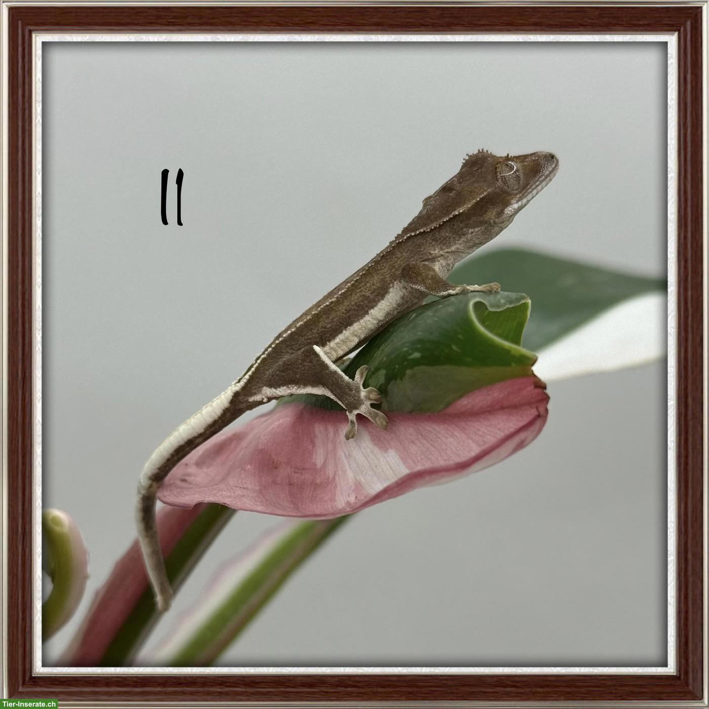 Bild 3: Kronengeckos & Sarasinorum Gecko abzugeben