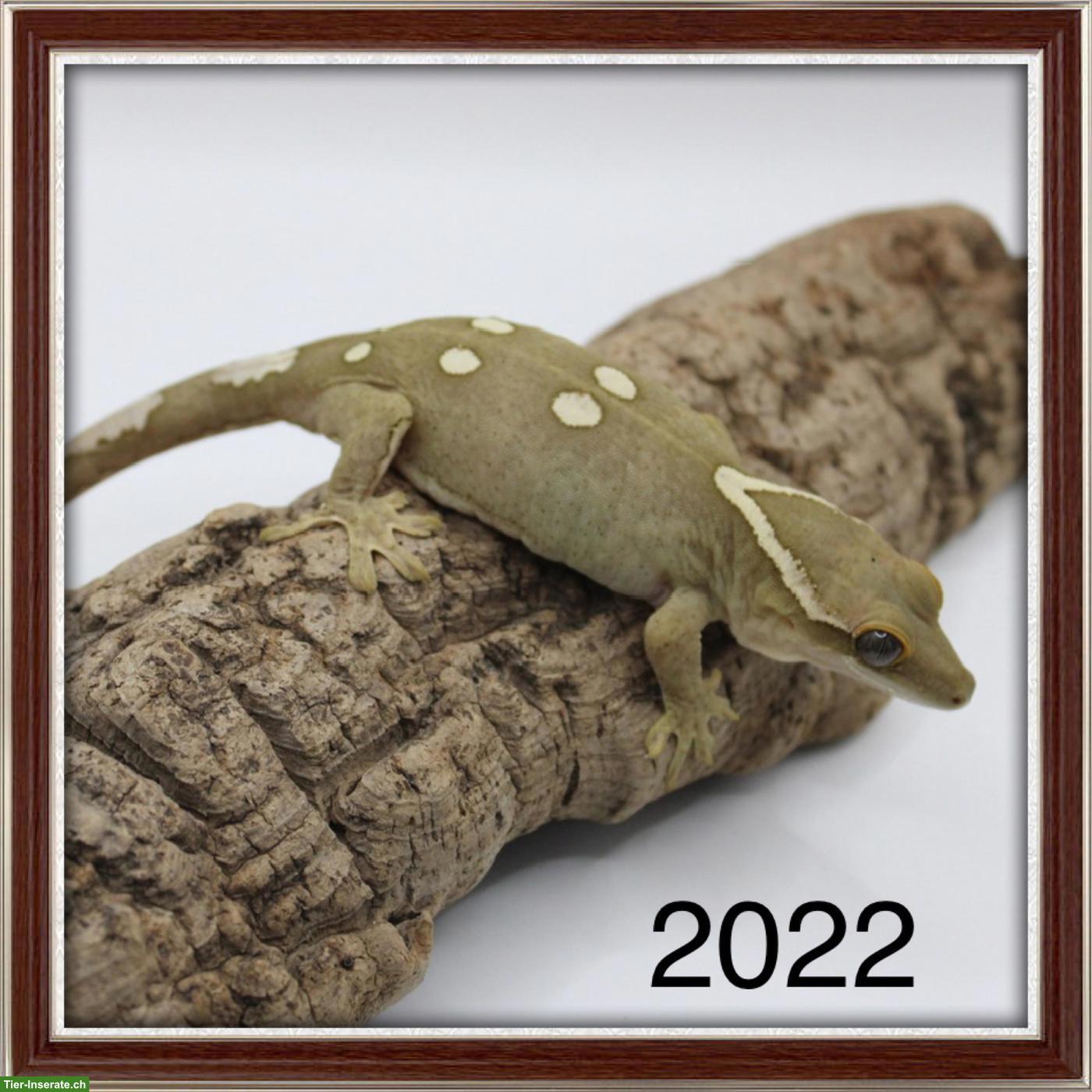 Bild 4: Kronengeckos & Sarasinorum Gecko abzugeben