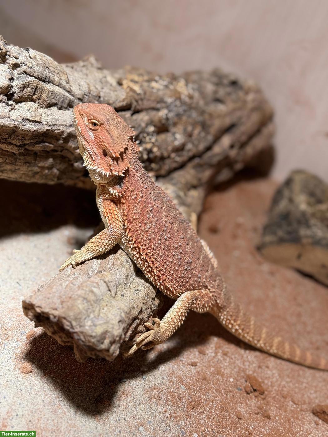 Bild 5: Kronengeckos & Sarasinorum Gecko abzugeben