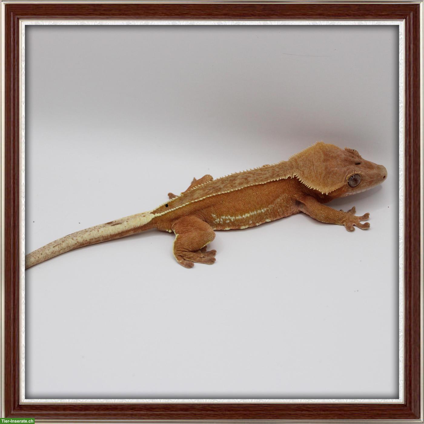 Bild 6: Kronengeckos & Sarasinorum Gecko abzugeben