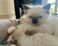 Liebevolle Ragdoll Kitten, Seal Point