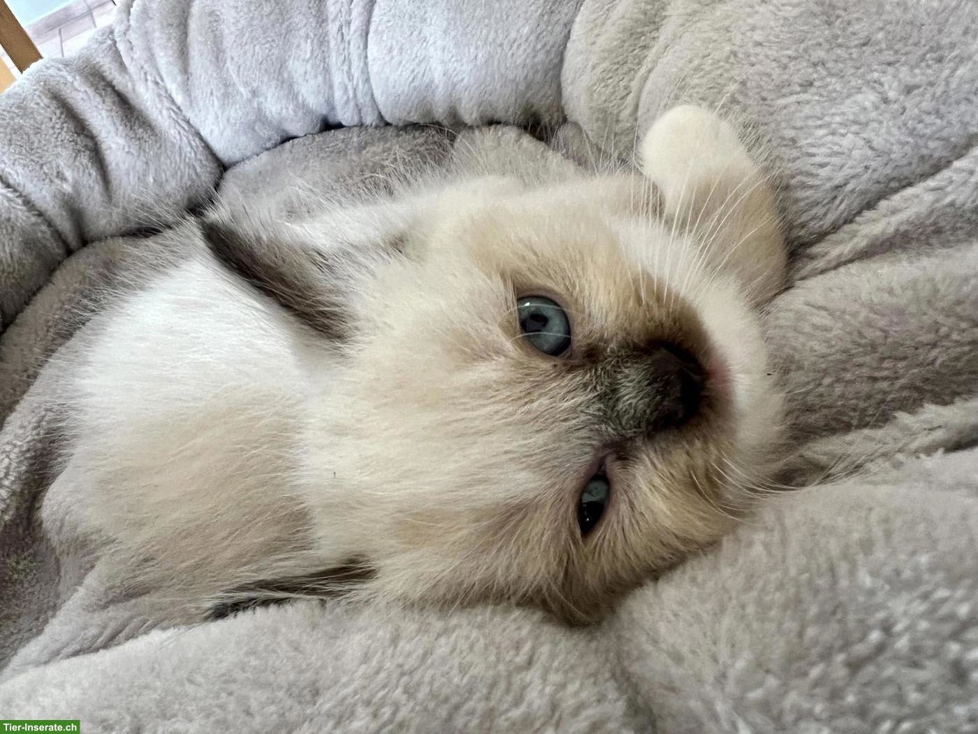 Bild 2: Liebevolle Ragdoll Kitten, Seal Point
