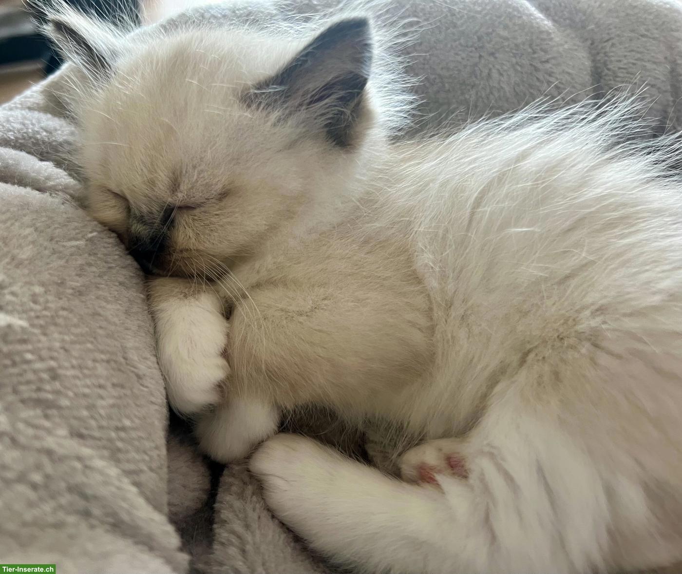 Bild 3: Liebevolle Ragdoll Kitten, Seal Point