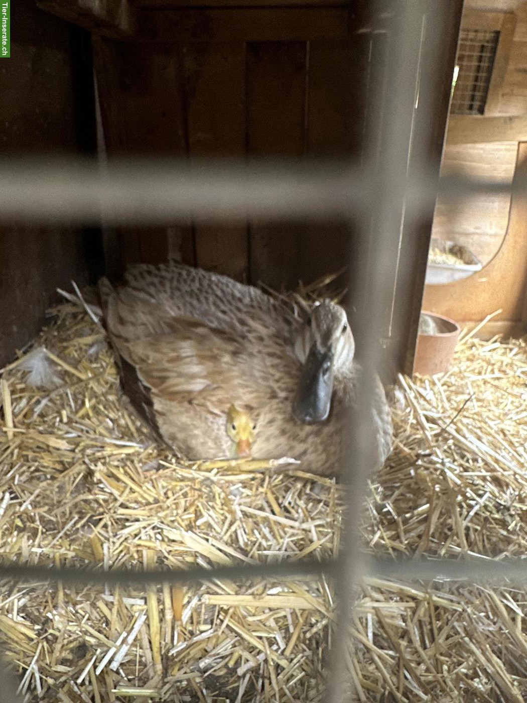 Bild 3: Junge Laufenten abzugeben