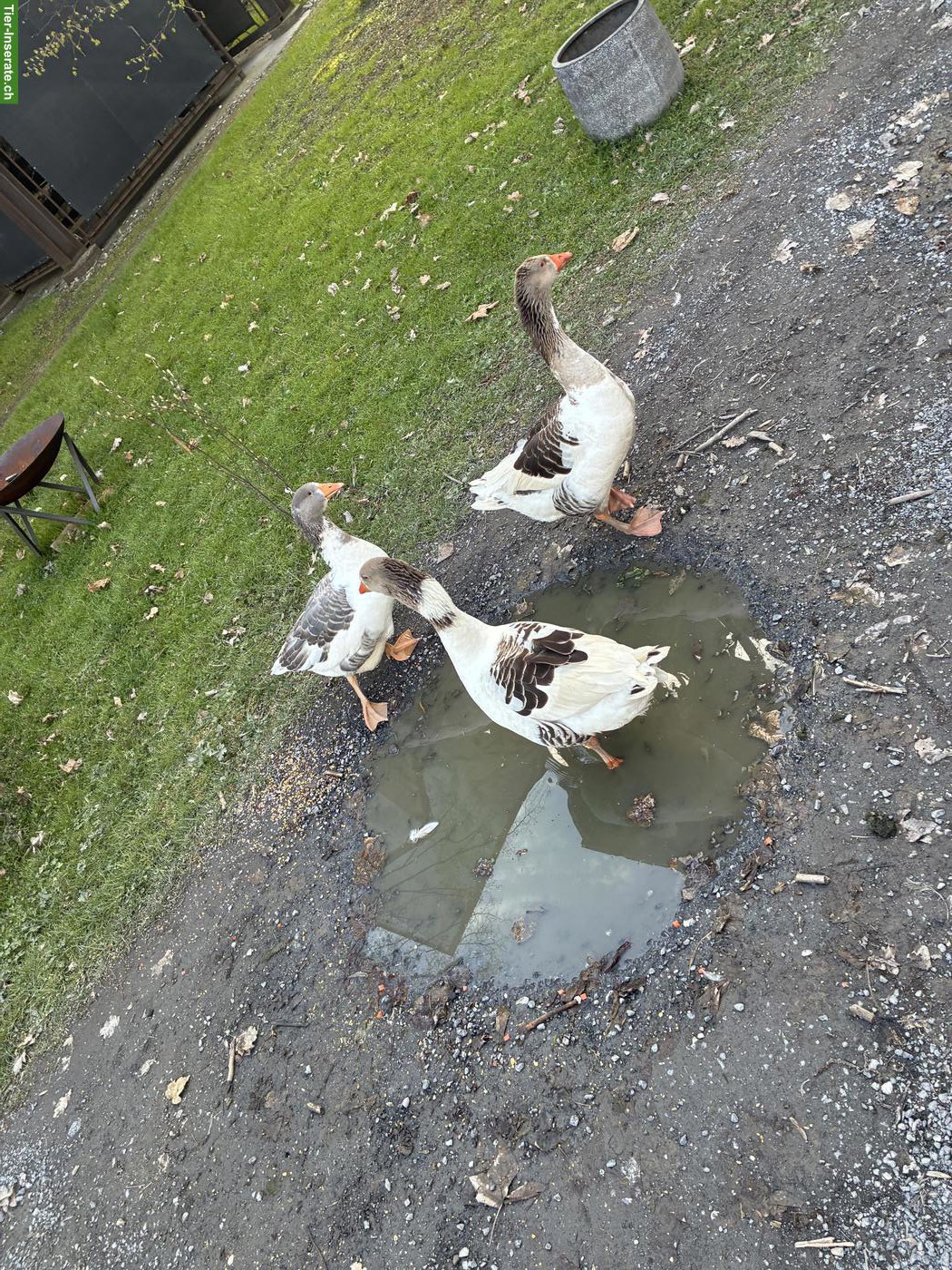 Junge Pommerngänse, 1 Gans & 2 Brüder