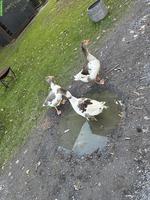 Junge Pommerngänse, 1 Gans & 2 Brüder