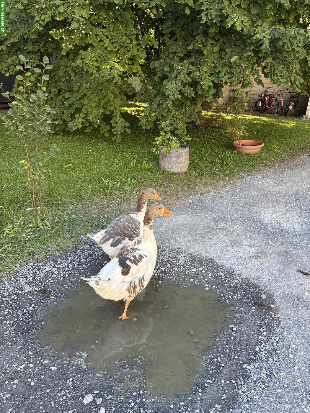 Bild 2: Junge Pommerngänse, 1 Gans + 1 Männchen