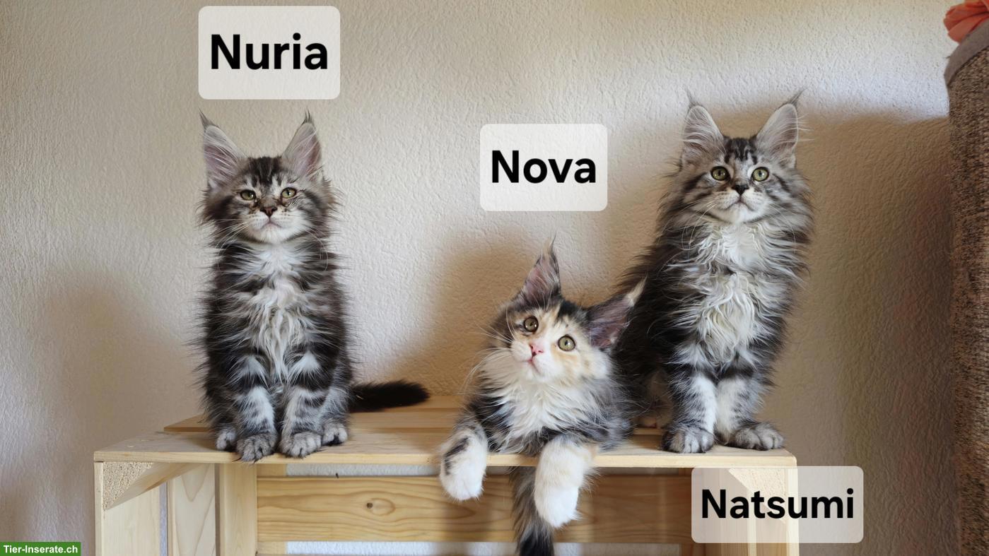 Traumhafte Maine Coon Kitten aus Champion-Verpaarung