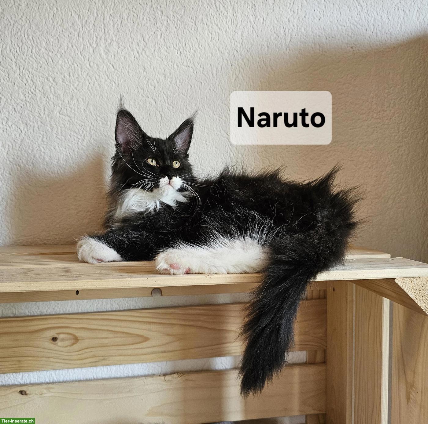 Bild 2: Traumhafte Maine Coon Kitten aus Champion-Verpaarung
