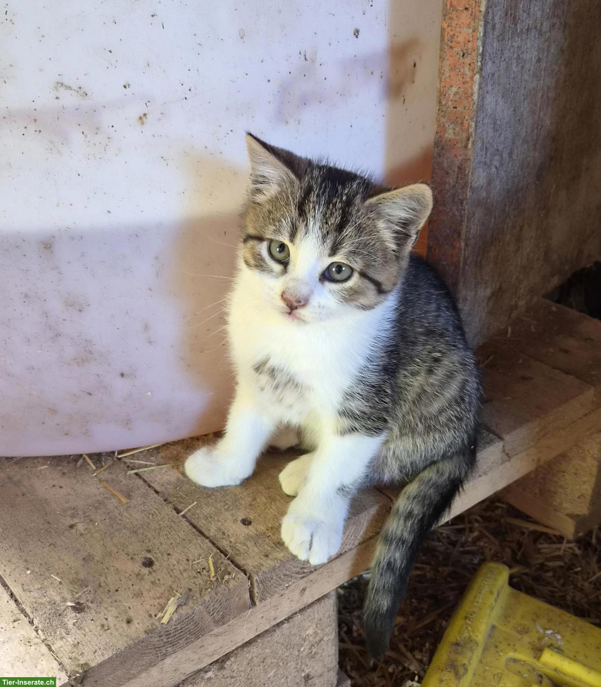 Herzige Büsi, 2 Kater