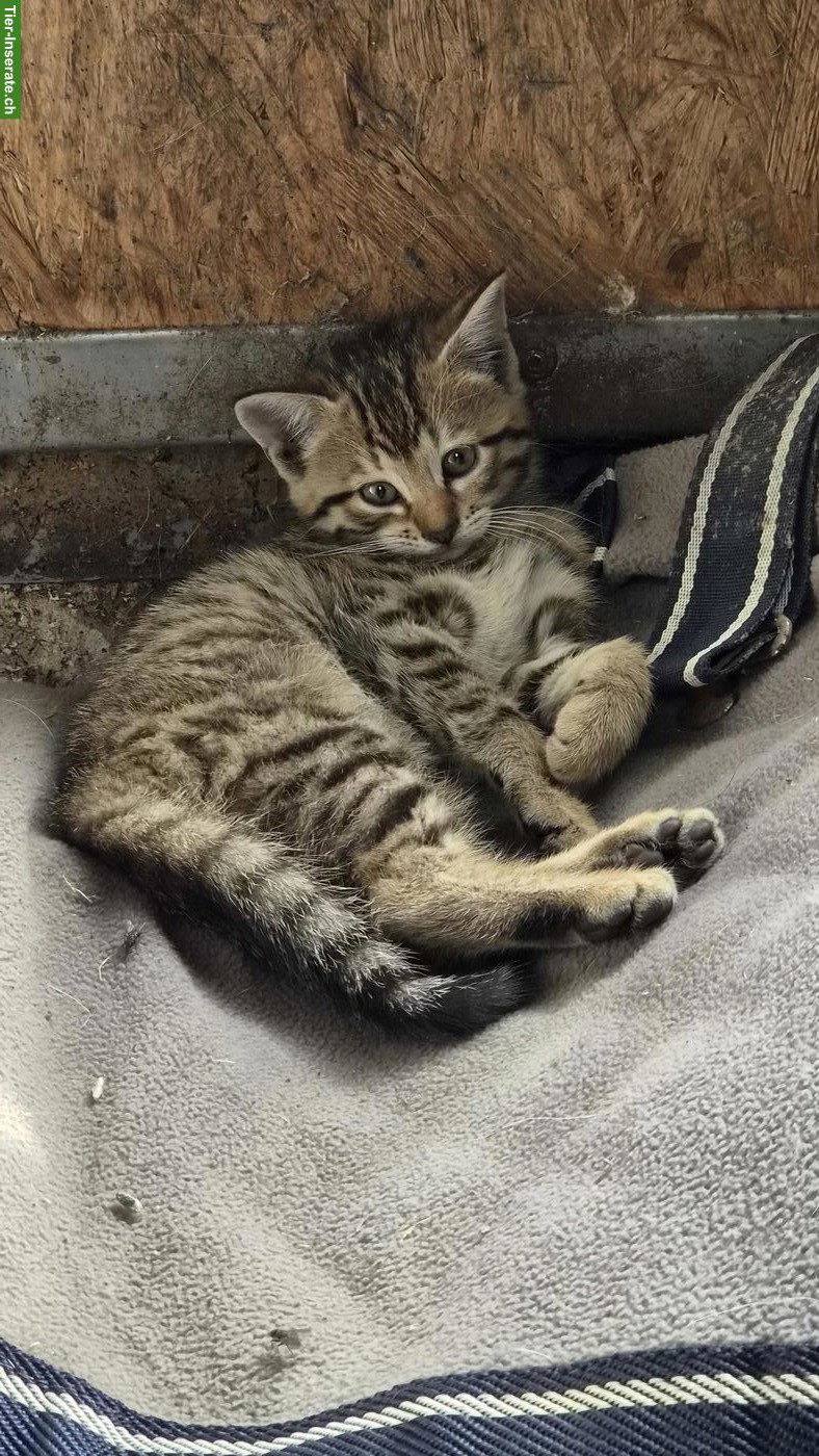 Bild 2: Herzige Büsi, 2 Kater