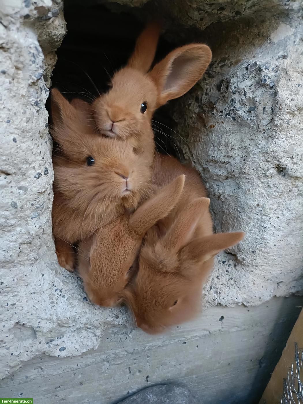 Zuckersüsse junge Kaninchen
