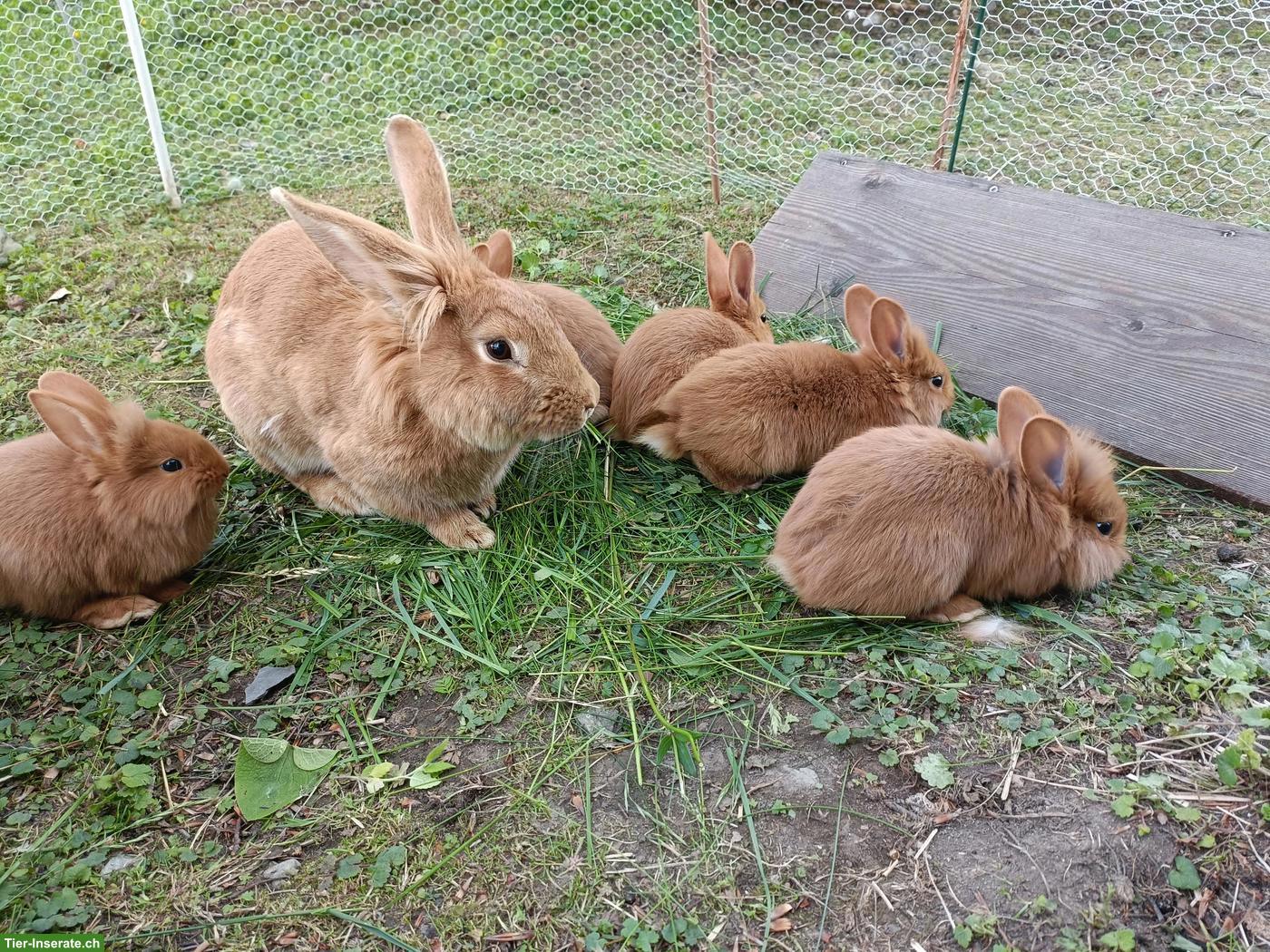 Bild 2: Zuckersüsse junge Kaninchen