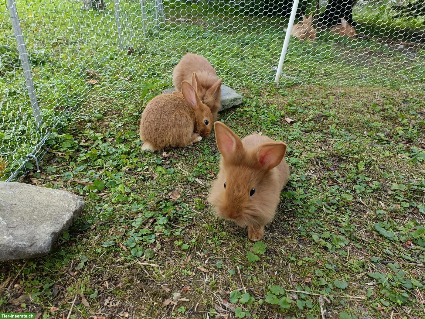 Bild 3: Zuckersüsse junge Kaninchen