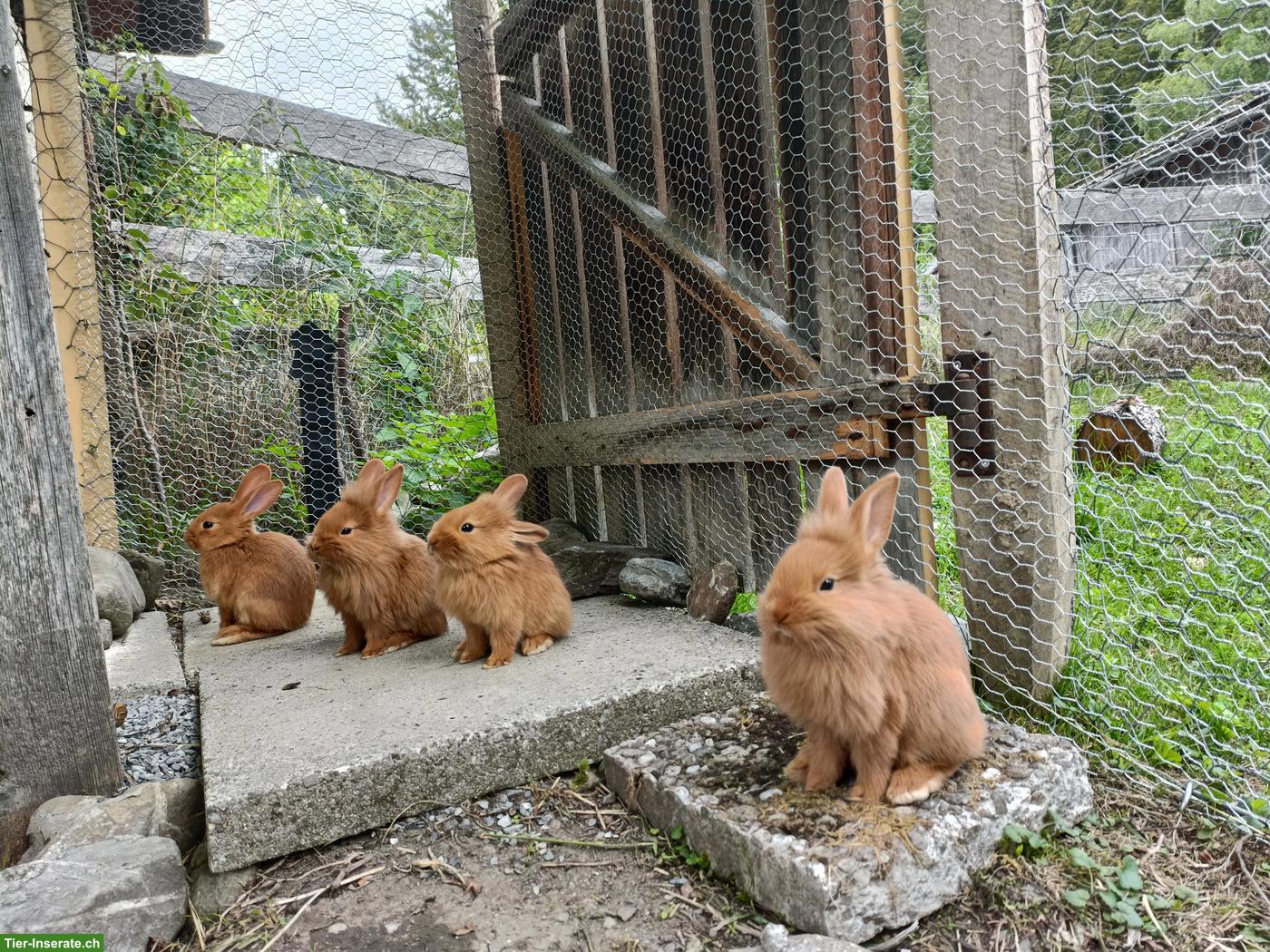 Bild 4: Zuckersüsse junge Kaninchen