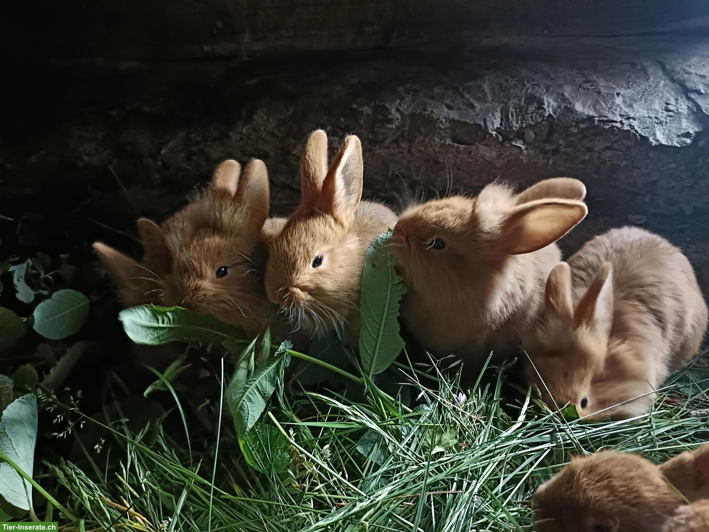 Bild 5: Zuckersüsse junge Kaninchen