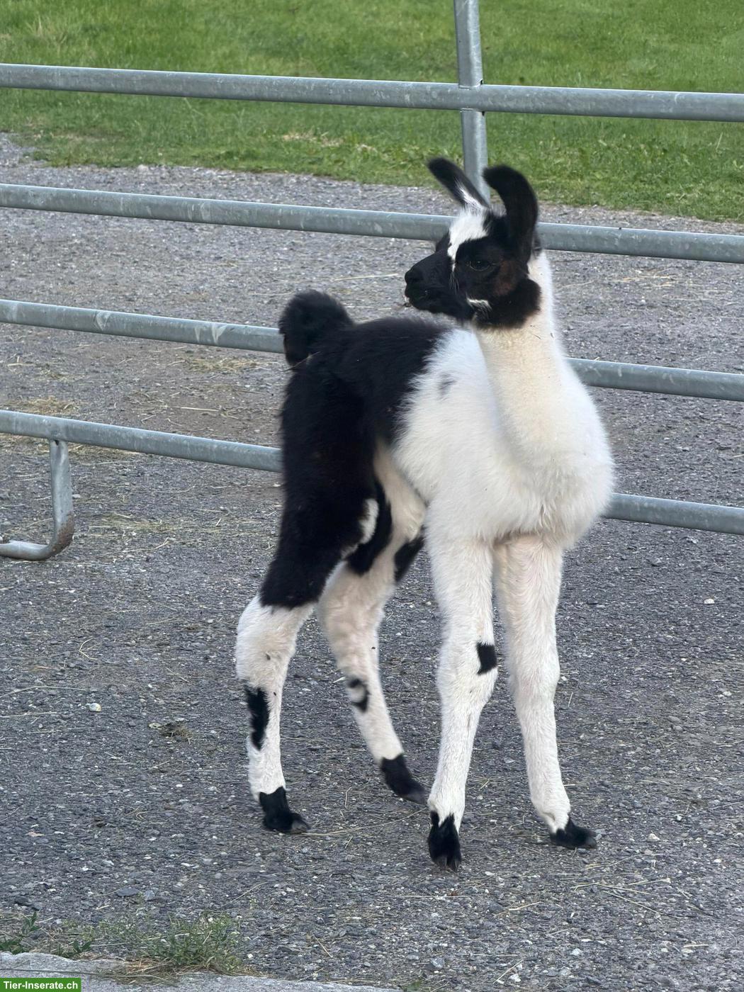 Wolly Lamas, Stuten und Hengste