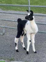 Wolly Lamas, Stuten und Hengste
