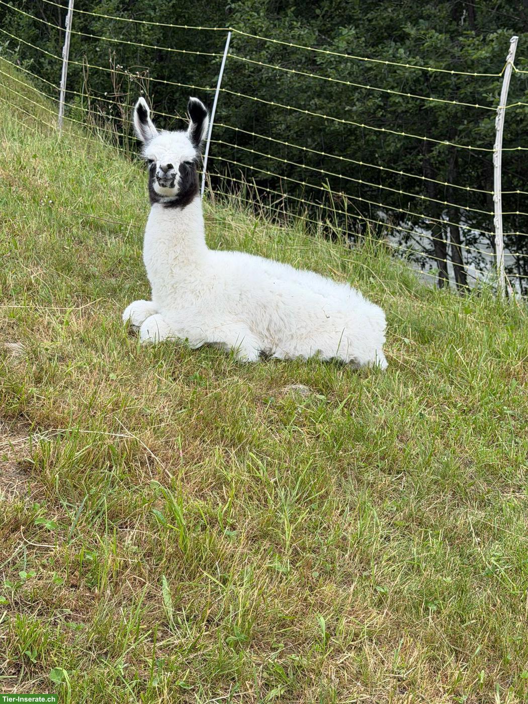 Bild 2: Wolly Lamas, Stuten und Hengste