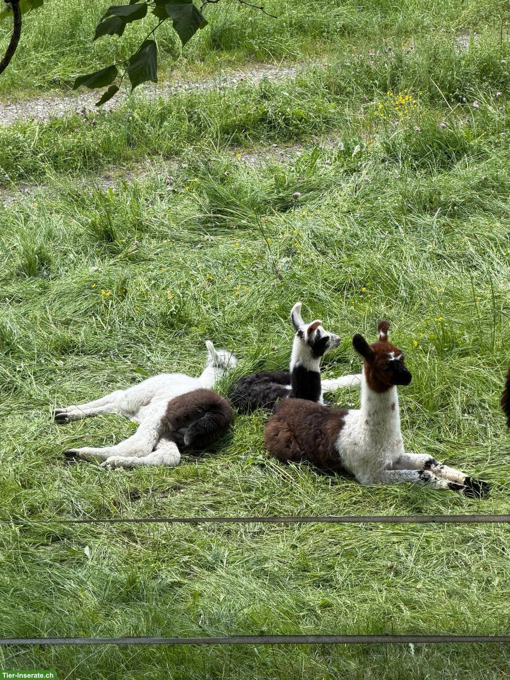 Bild 3: Wolly Lamas, Stuten und Hengste