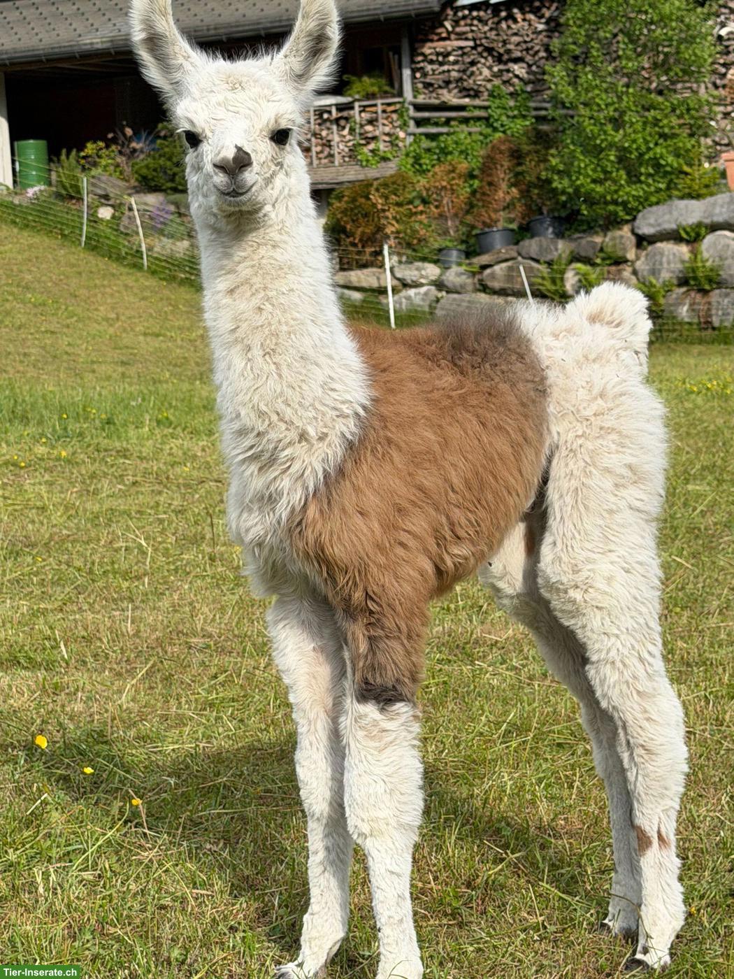Bild 4: Wolly Lamas, Stuten und Hengste