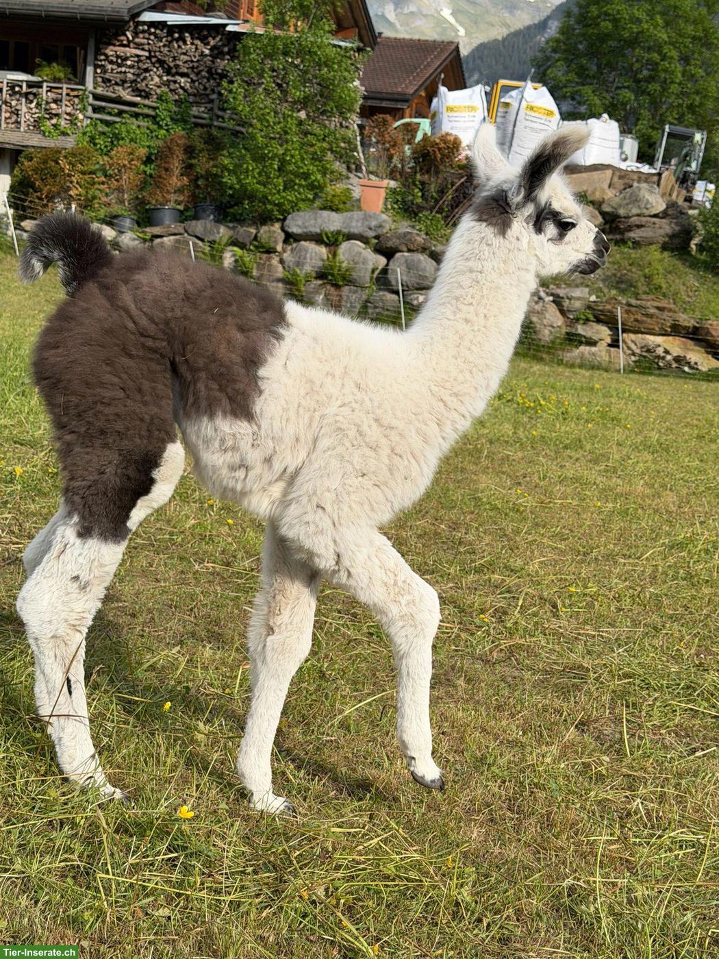 Bild 5: Wolly Lamas, Stuten und Hengste