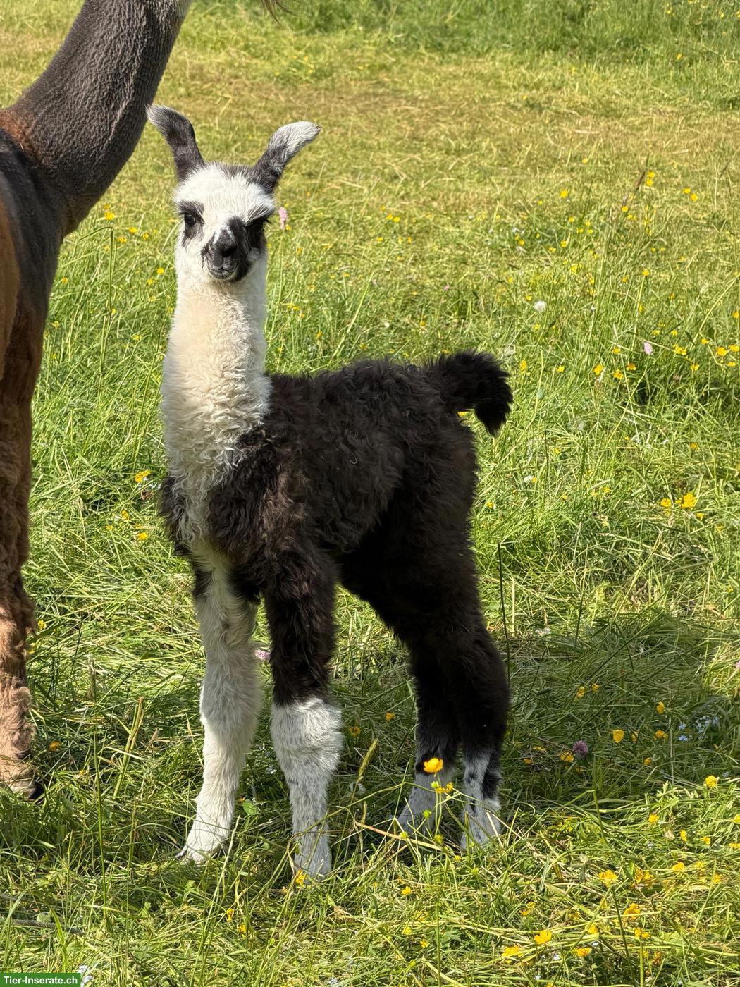 Bild 6: Wolly Lamas, Stuten und Hengste