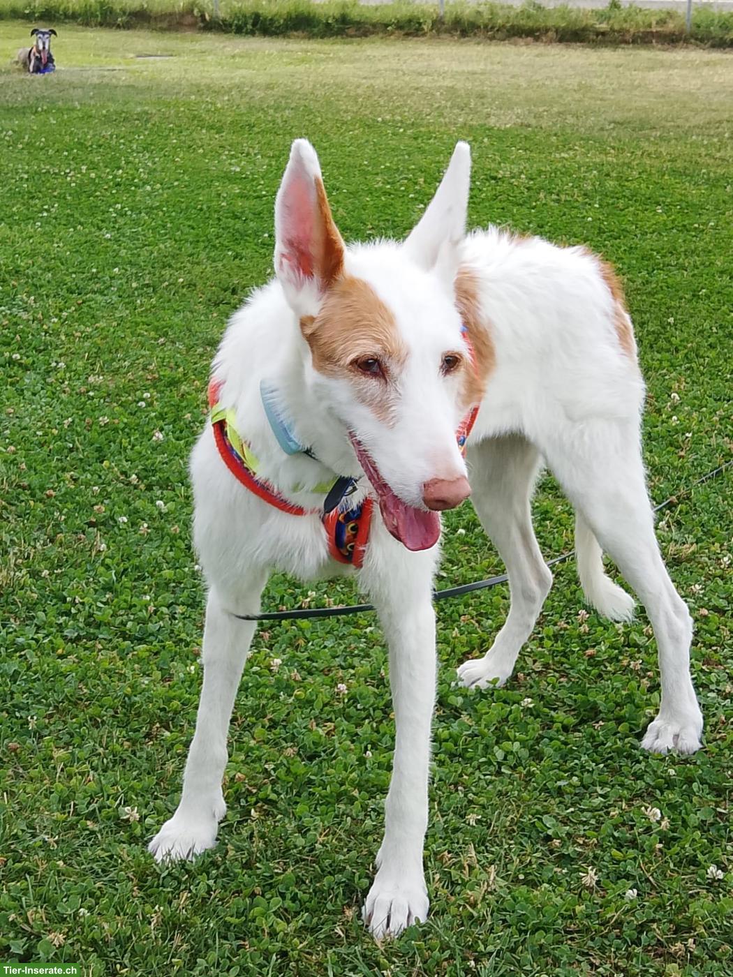Aurelia, eine Podenca Ibicenca Hündin sucht neue Familie