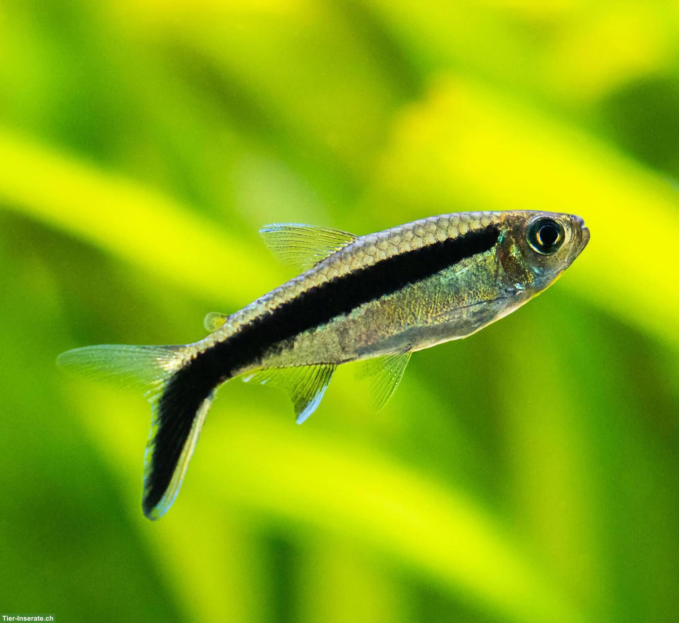 Schrägschwimmer gesucht