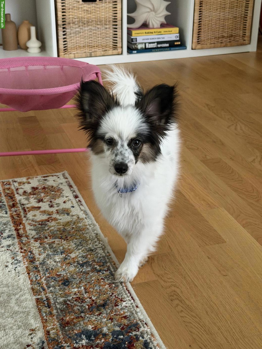 Papillion Welpe, männlich (leider) abzugeben