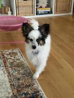 Papillion Welpe, männlich (leider) abzugeben