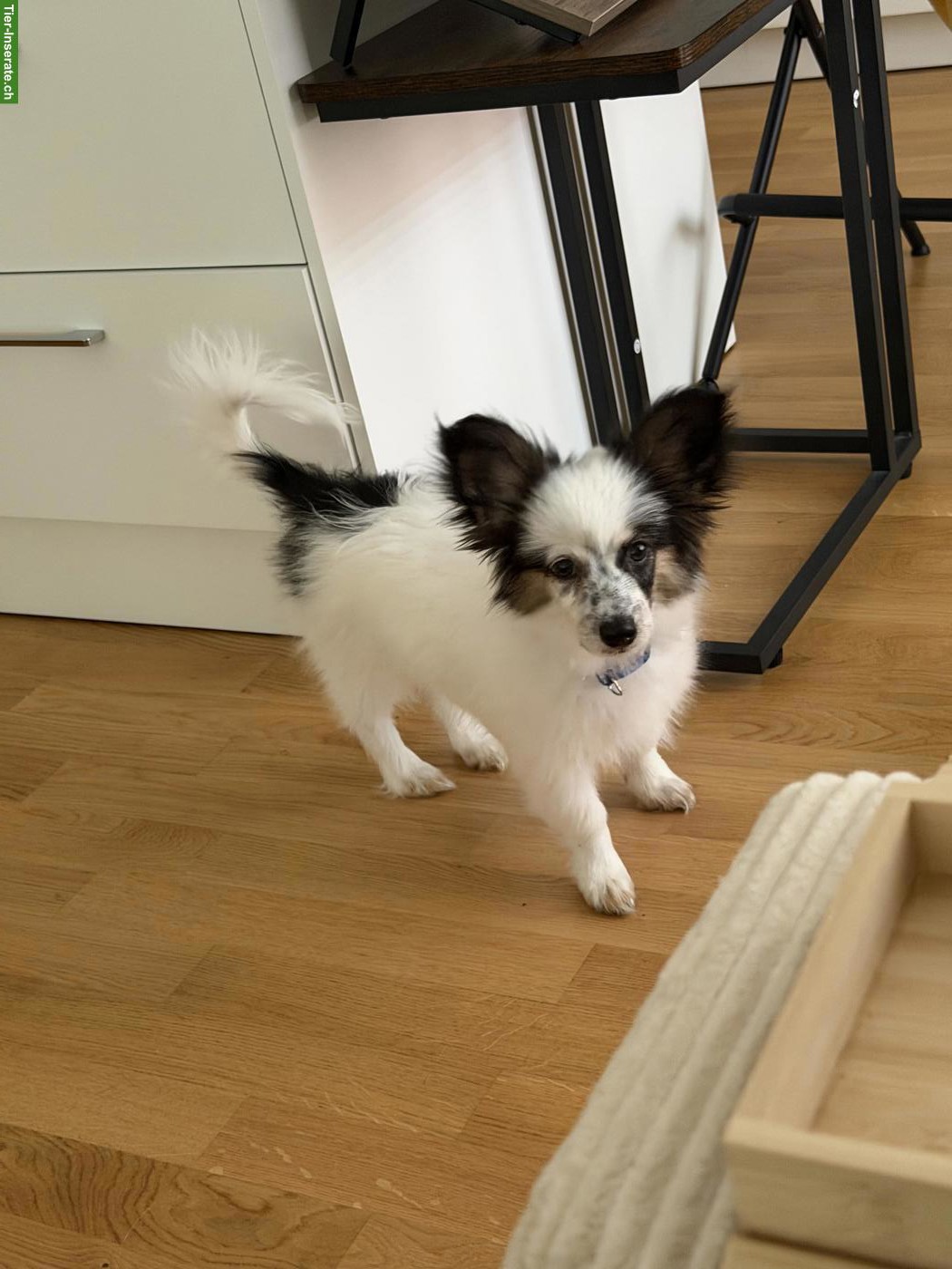 Bild 2: Papillion Welpe, männlich (leider) abzugeben