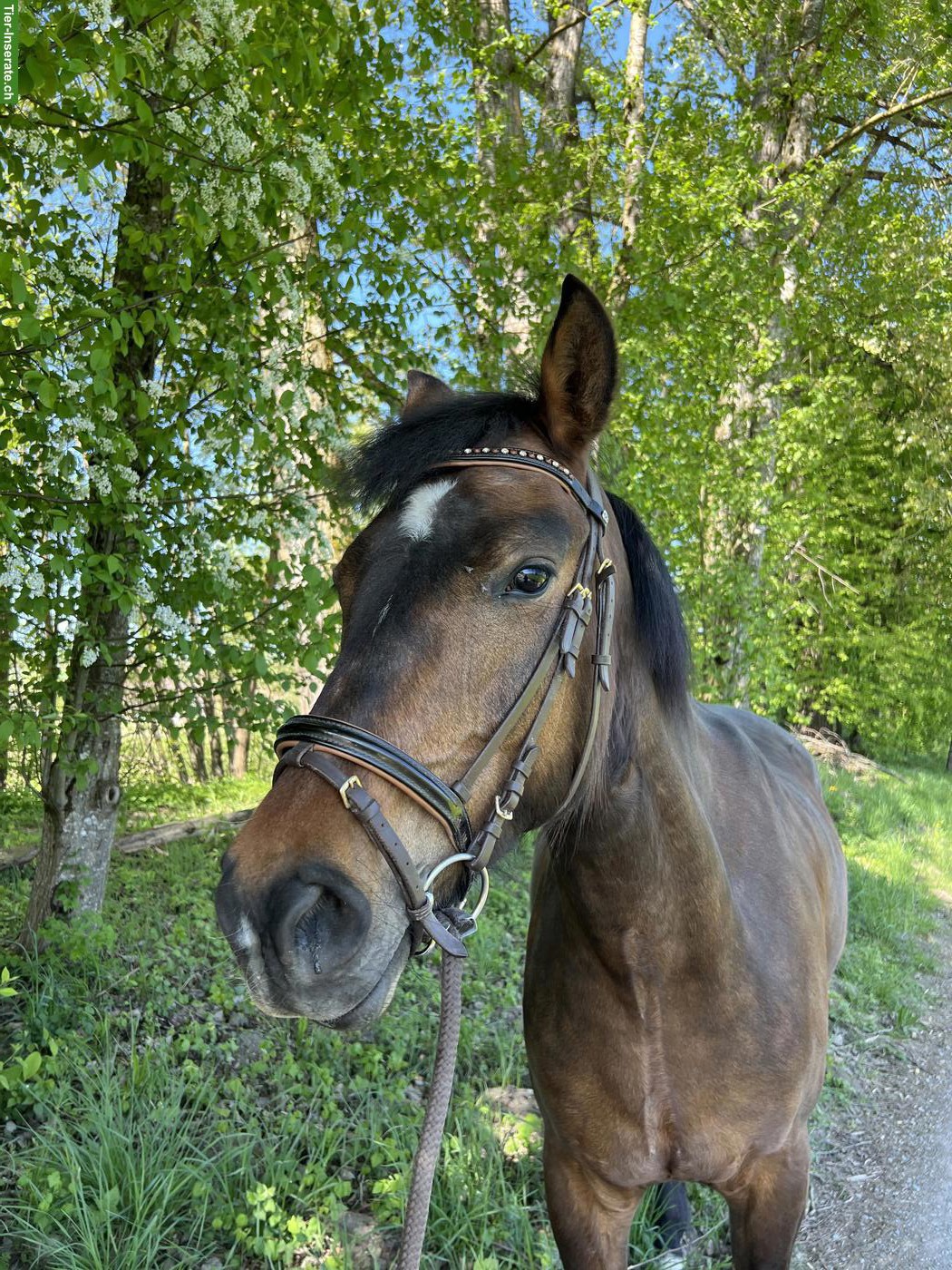 Bild 2: Reitbeteiligung in Geuensee für 5-jährige Stute