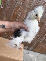 Mottled Hennen suchen ein Zuhause