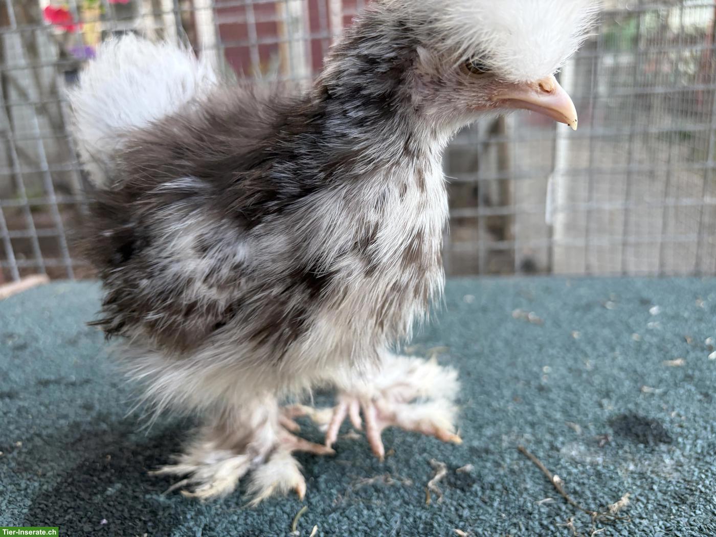 Bild 2: Mottled Hennen suchen ein Zuhause