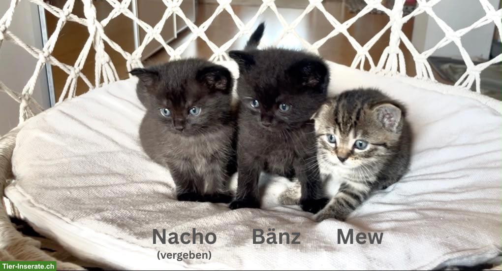 Kitten Geschwisterduo - Bänz & Mew suchen Zuhause