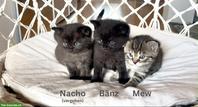 Kitten Geschwisterduo - Bänz & Mew suchen Zuhause