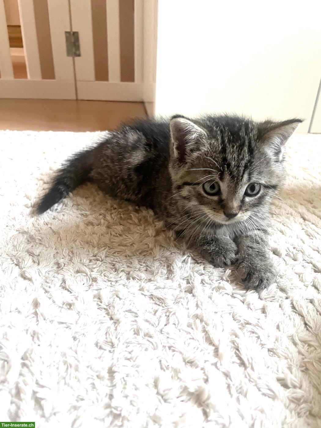 Bild 2: Kitten Geschwisterduo - Bänz & Mew suchen Zuhause