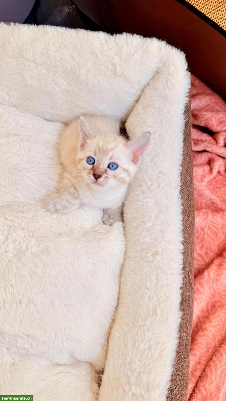 Snow Lynx Bengal Kitten zu verkaufen