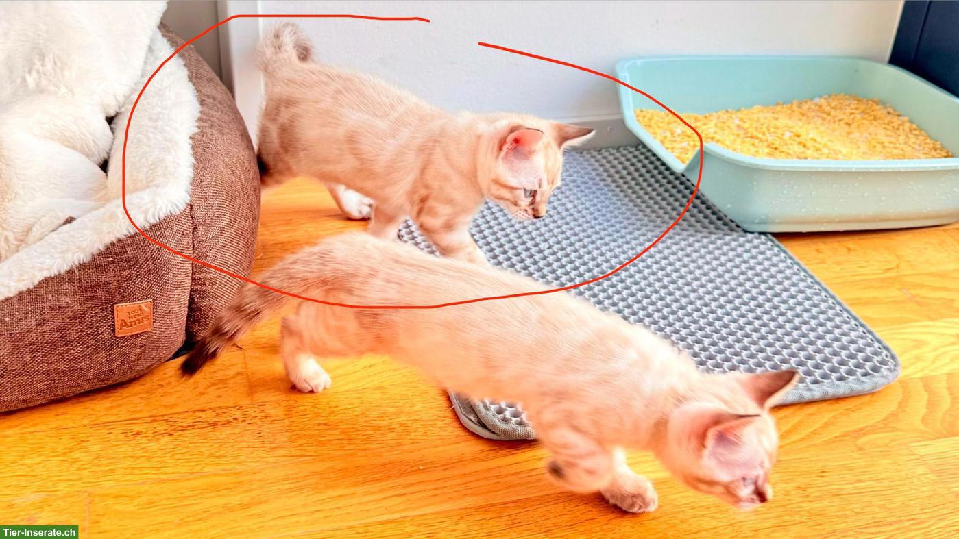 Bild 2: Snow Lynx Bengal Kitten zu verkaufen