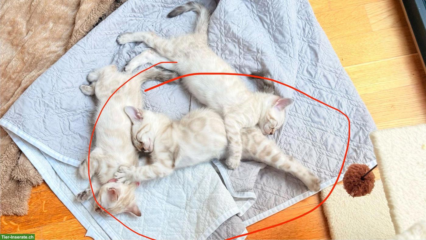 Bild 3: Snow Lynx Bengal Kitten zu verkaufen
